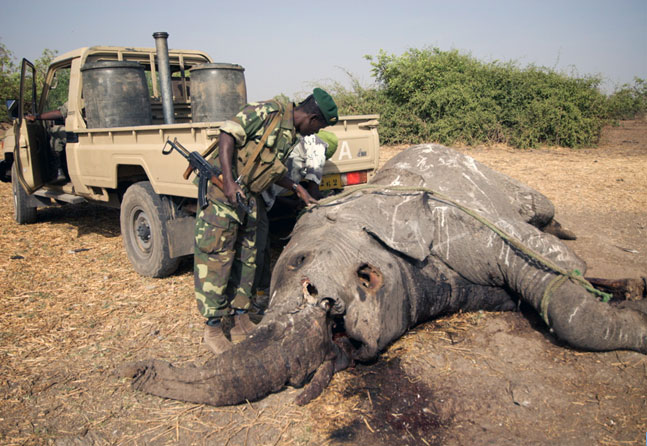 Wildlife Trafficking Is a National Security Issue