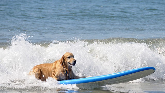 $73000 Dog Vacation Is World's 'Most Spectacular'