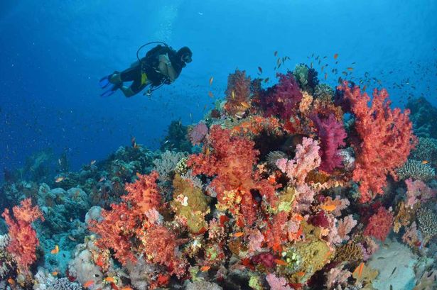 Dive in and discover the many charms of Egypt's Sharm el Sheikh