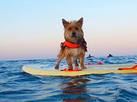 Our guide to pet-friendly holidays in the UK