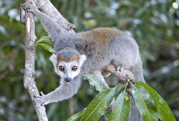 In Madagascar, land of lemurs