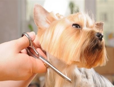 Do pets need the same pampering we do?