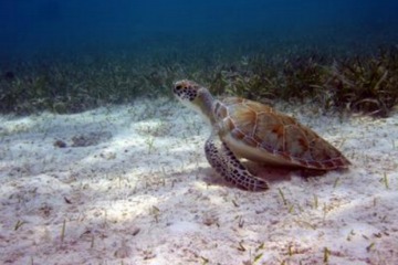 Turtle Trafficking Prompts Arrests in Puerto Rico