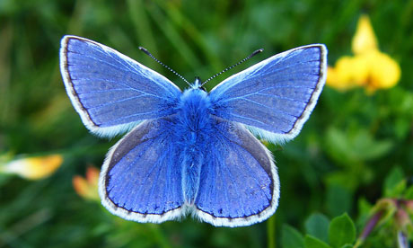 Grassland butterflies in rapid decline in Europe