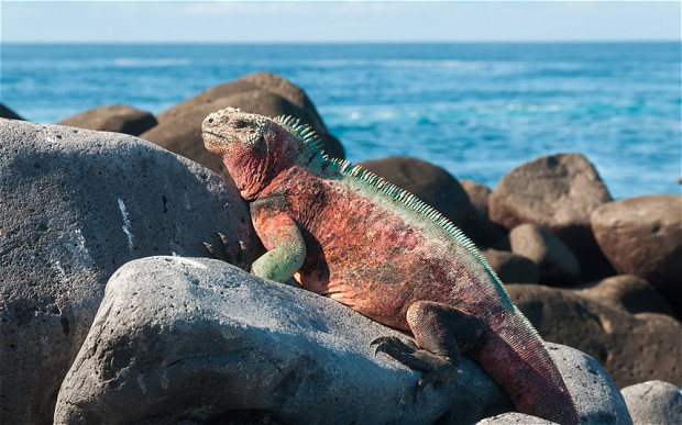 Win a luxury Galapagos cruise