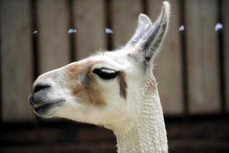 Llamas and geese recruited in fight against rural crime in Sussex