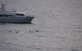 Quadra residents say luxury yacht was too close to a pod of orcas (photos)