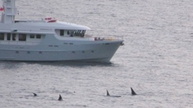 $3.5M yacht accused of harassing killer whale pod