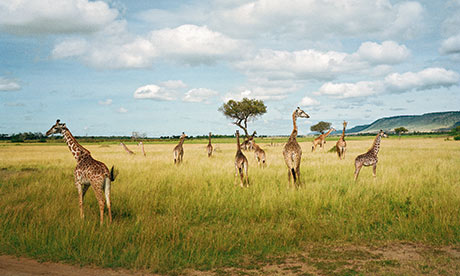 The Masai Mara: 'It will not be long before it's gone'