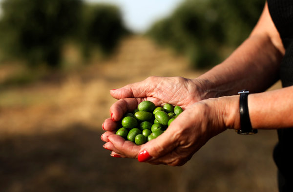 After a Recession in Portugal, the Tiny Green Fruits of Success