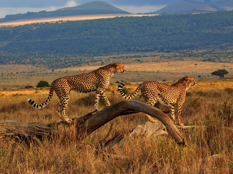 Dream Trip Photo Contest: Safari Inspiration and Adorable Animals