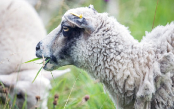 Cash plea to keep sheep who eat invasive species