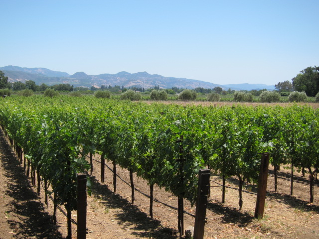 What To Drink Now: Napa Valley Wine Futures