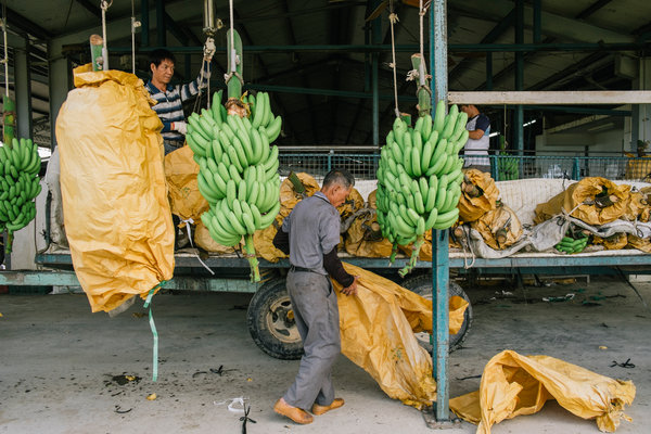 Taiwan Tries to Revive Its Banana Export Industry