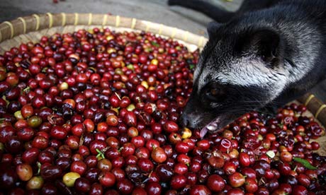 Civet coffee: why it's time to cut the crap