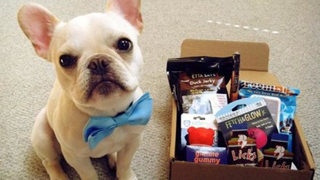 Pet projects: How US retailers are going to the dogs