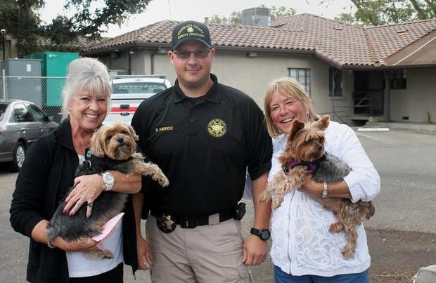 Stolen Yorkshire terriers recovered from Newman