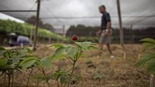 Ontario research uprooting myths about ginseng's health benefits