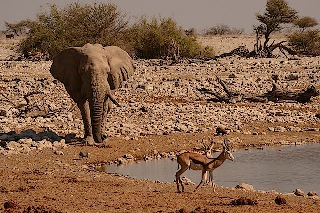 Visit wildlife conservation areas in northern Namibia