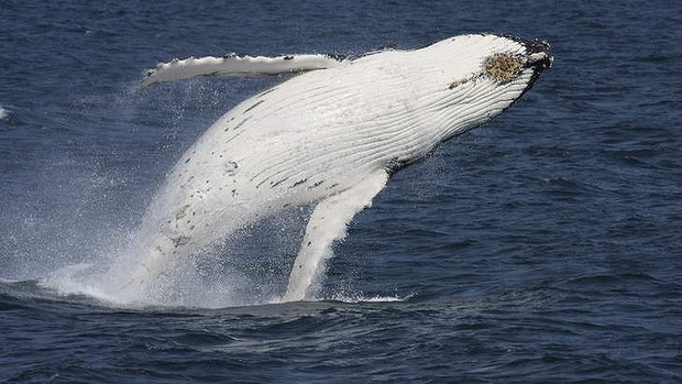 Onus on Coalition to step up war on whaling