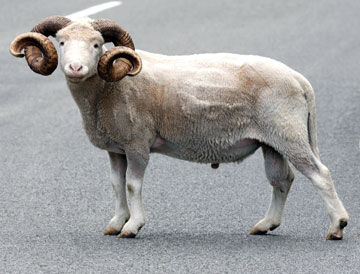 NZ merino a winner during America's Cup