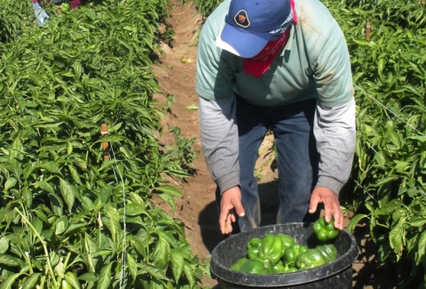 Discover Coachella Valley's Flourishing Agricultural Crops