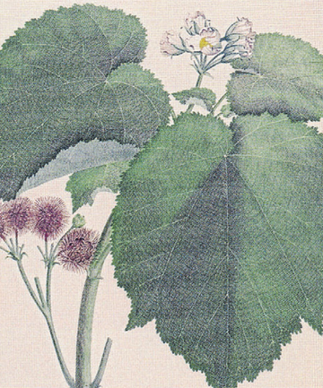 Quiet, gentle quality pervades botanical paintings