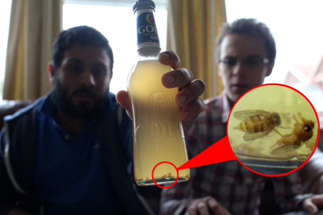 Foster's Gold drinker finds 50 flies floating in a bottle of his favourite …