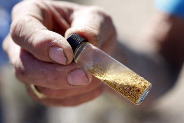 How trees drinking gold can help the mining industry