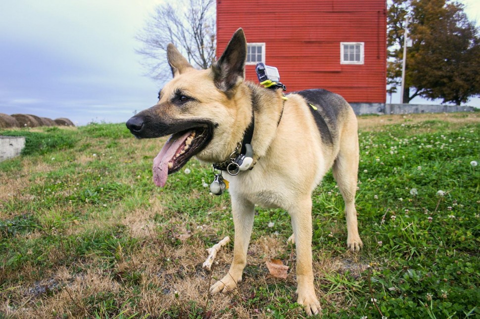 Dog sweaters are still dumb, but dog tech can turn Fido into a K9 cyborg