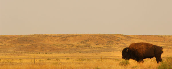 Vision of Prairie Paradise Troubles Some Montana Ranchers