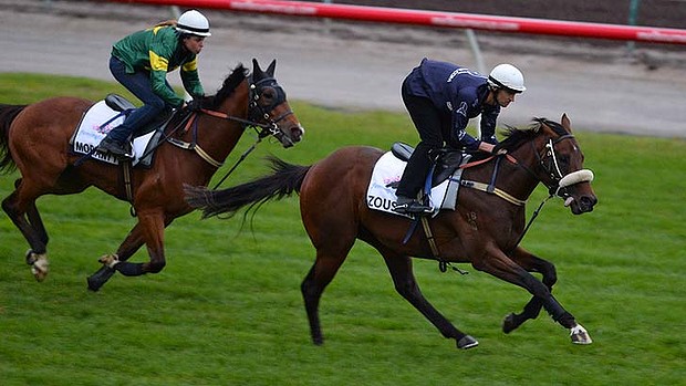 Zoustar Australia's new $20m horse