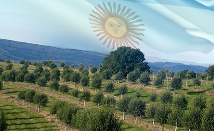 Argentina's Olive Oil Industry In Crisis