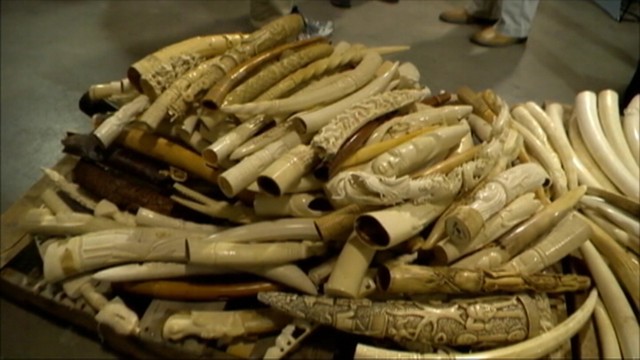 U.S. destroys tons of elephant ivory; offers $1 million bounty on traffickers