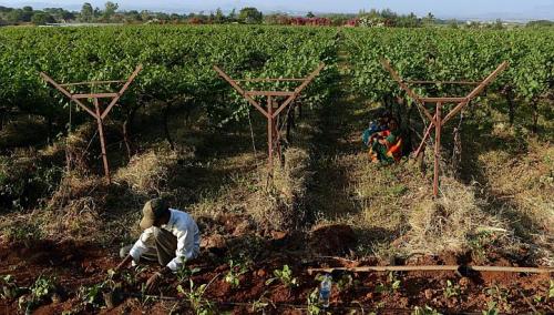 Moet launches 'made in India' bubbly