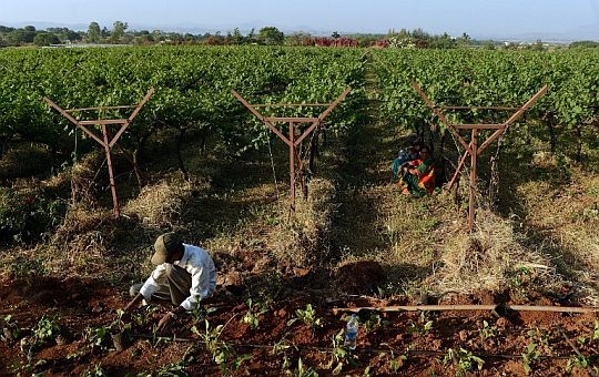 French champagne group Moet launches “made in India” bubbly