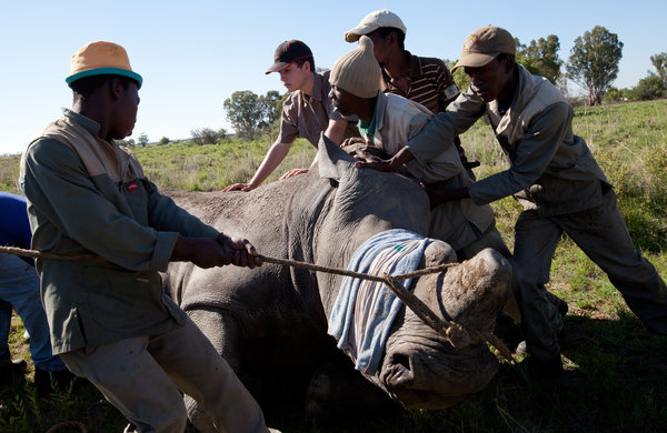 Experts Say Poaching Could Soon Lead to a Decline in the Rhino Population
