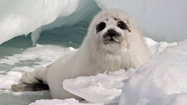 Advocates on both sides of Canada's seal hunt await WTO decision on EU ban