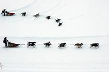 Winter adventure: dog sledding in France