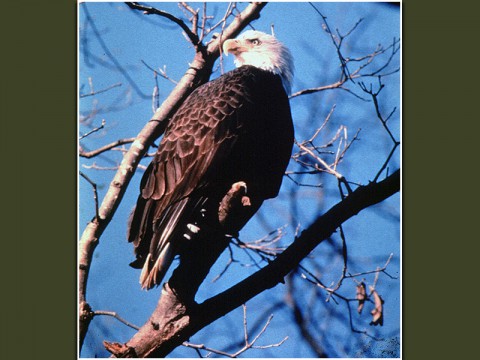 Land Between The Lakes to offer Bald Eagle Viewing Trips