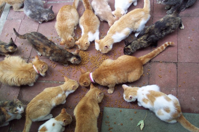 Japan Cat Burglar Stole $185000 Worth of Goods to Feed 120 Cats [video]