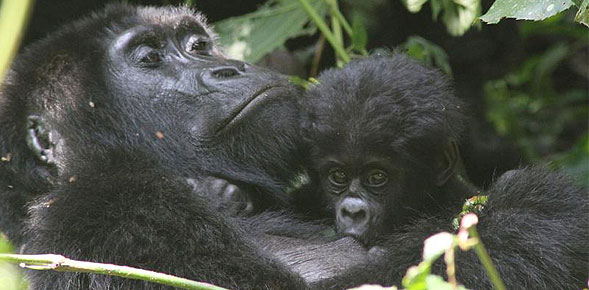 Crystal Cruises Offers Gorilla Tracking Overland Adventure