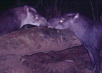 New Tapir Species Discovered in the Amazon