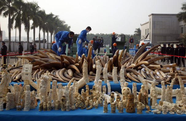 China's first 'ivory crush' signals it may join global push to protect African …