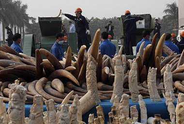 China just pulverized 7 tons of illegal ivory, but it's still marching …
