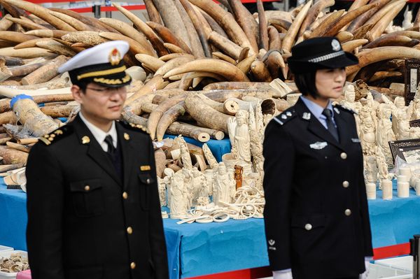 Opinion: China's Ivory Crush Is Important First Step