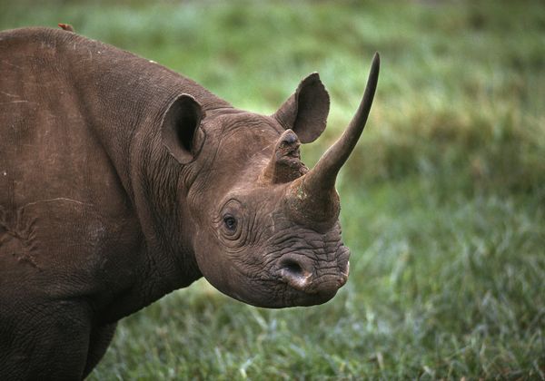 1000+ Rhinos Poached in 2013: Highest in Modern History