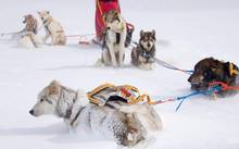 Winter adventure: husky sledding in Tromsø