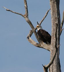 The Lodge at Woodloch is Soaring with the Eagles this Winter