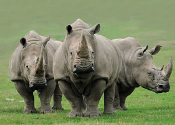Poaching: Rhinos now face high-tech weapons